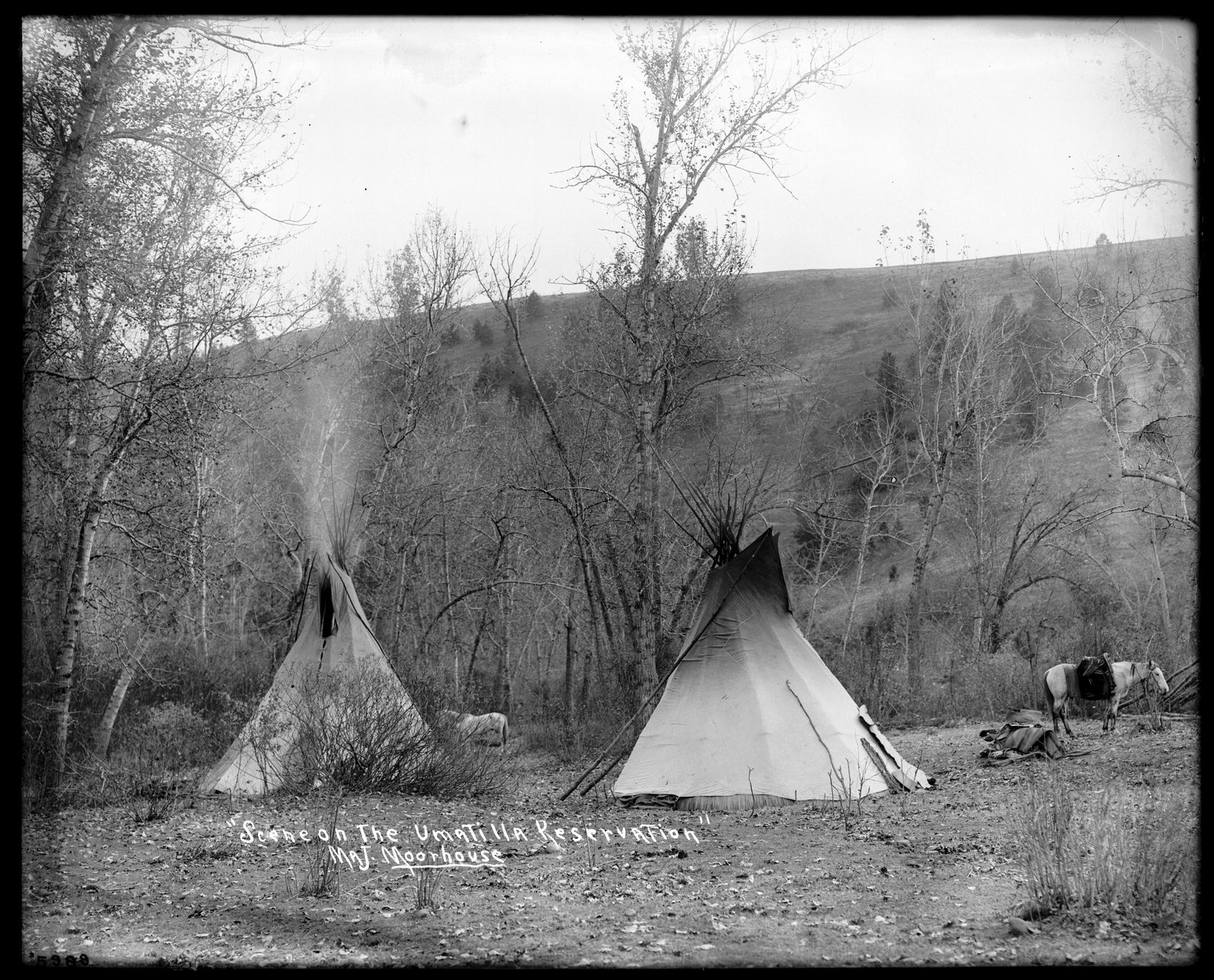 ユマティラ居留地のティピーと馬。ガラス乾板に「Scene on the Umatilla Reservation ── Maj. Moorhouse」と直筆のキャプションが入る（1897〜1920年頃、Lee Moorhouse 撮影／オレゴン大学図書館所蔵・DPLA経由／パブリックドメイン）